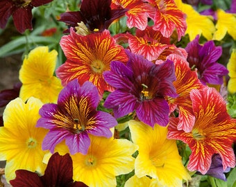 500+ EZ Annual Flower Seed Mix | (Salpiglosis grandiflora) Bulk Paisley Flowers!