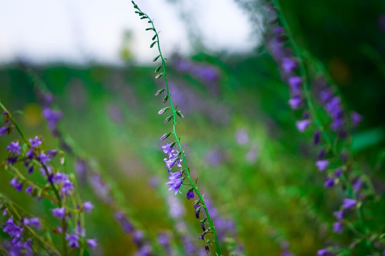 100 Skullcap Seeds Scutellaria lateriflora Herb, Mad Dog Skullcap, Perennial Blue Flower image 2