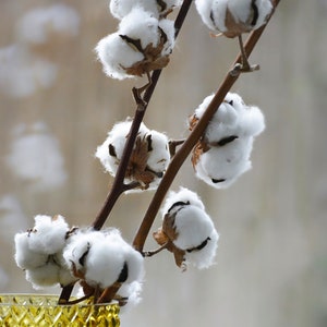 30 White Cotton Seeds BURANDA Non-GMO, 100% Quality, High-Density image 9