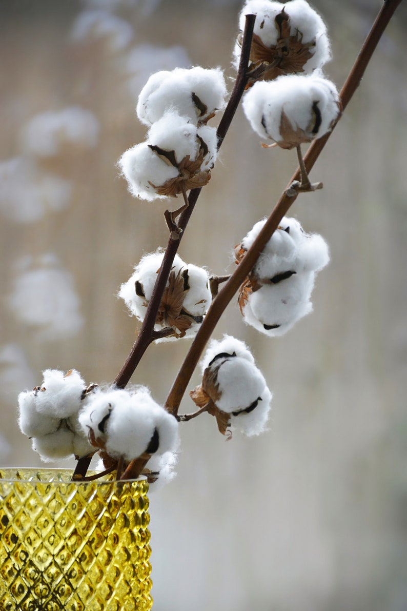30 White Cotton Seeds BURANDA Non-GMO, 100% Quality, High-Density image 9
