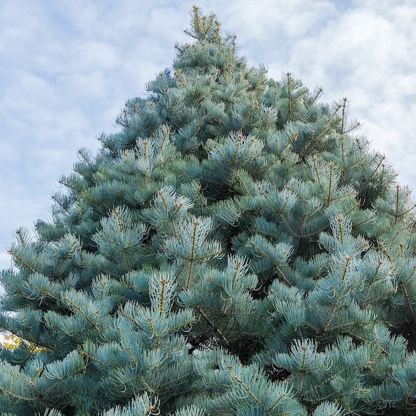 30 California White Fir (Abies Concolor) Pine - Christmas Tree Seeds