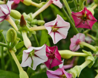 1500+ Jasmine Flowering Tobacco (Nicotiana alata) Flower, Seed Mix, Non-GMO Herb