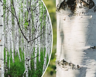 50+ White Paper Birch Tree Seeds (Betula papyrifera) | Fast Growing, Showy - USA