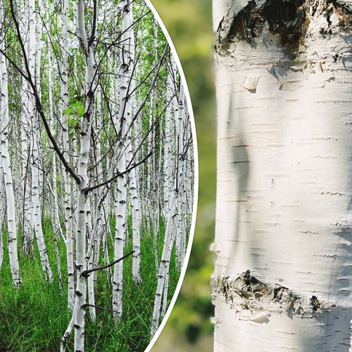 50+ White Paper Birch Tree Seeds (Betula papyrifera) | Fast Growing, Showy - USA