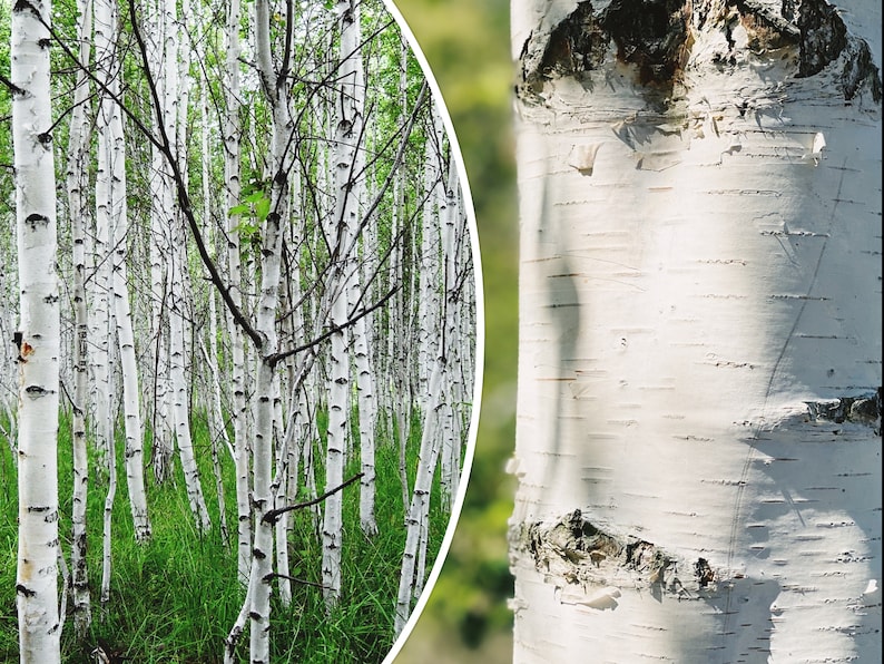 50 White Paper Birch Tree Seeds betula Papyrifera Fast - Etsy