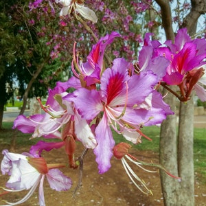 10 Geranium Orchid Tree Shrub Seeds (Bauhinia purpurea) Purple Flower, Fast Growing