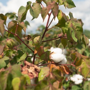 30 White Cotton Seeds BURANDA Non-GMO, 100% Quality, High-Density image 6