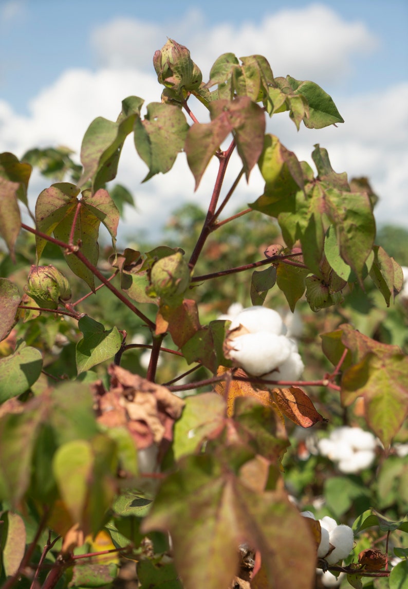 30 White Cotton Seeds BURANDA Non-GMO, 100% Quality, High-Density image 6