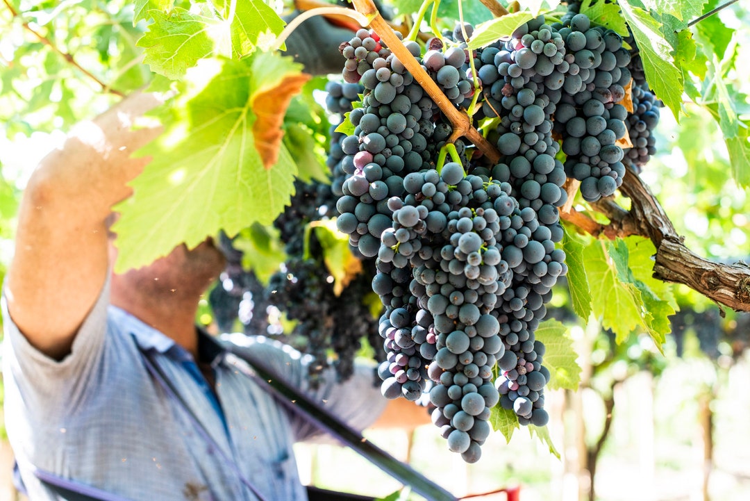 20 Vitis Amur Grape Seeds, Edible Fruit Vine, Coldresistant Wine Free