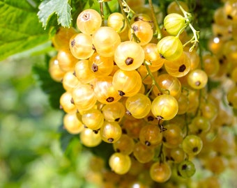 20 Golden Currant Berry Seeds (Ribes Aureum) Edible Fruit Bush Vine, USA