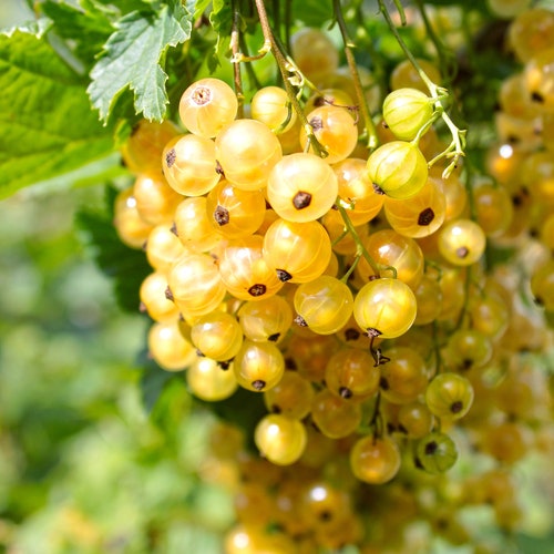 20 Golden Currant Berry Seeds (Ribes Aureum) Edible Fruit Bush Vine, USA