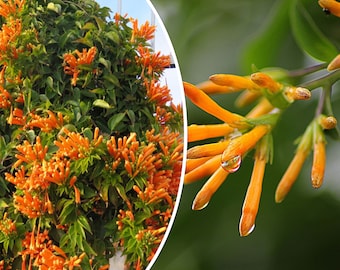 20 Honeysuckle Vine Seeds (L. ciliosa) Orange Flowers, Long Vining Perennial Bush or Shrub