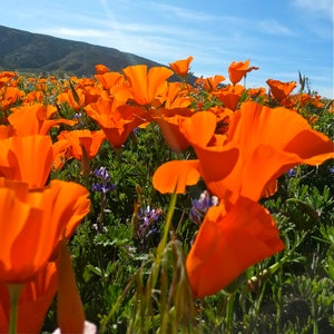 1000+ California Poppy Seeds Orange Flowers, Tall Wildflower, Fast Growing