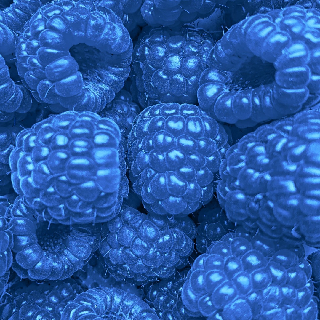 50 Blue Raspberry Seeds Rubus Bush, Shrub Sweet Edible Berry Fruits USA