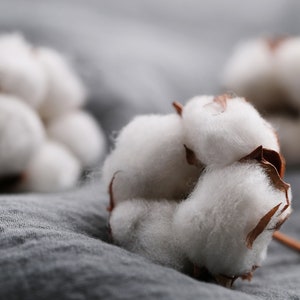 30 White Cotton Seeds BURANDA Non-GMO, 100% Quality, High-Density image 7