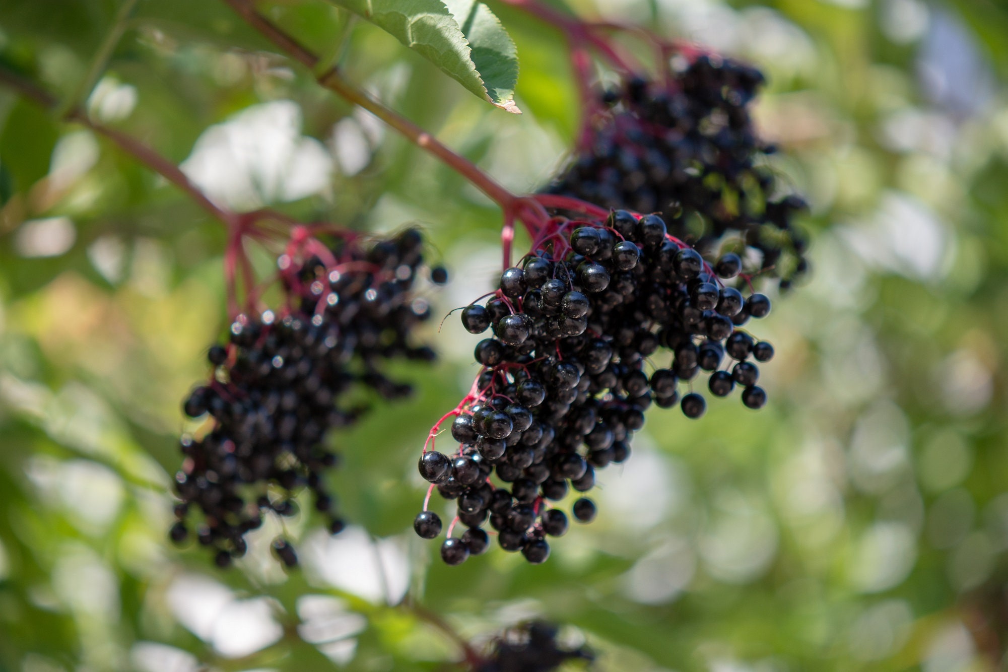 Is Elderberry Syrup Toxic To Dogs