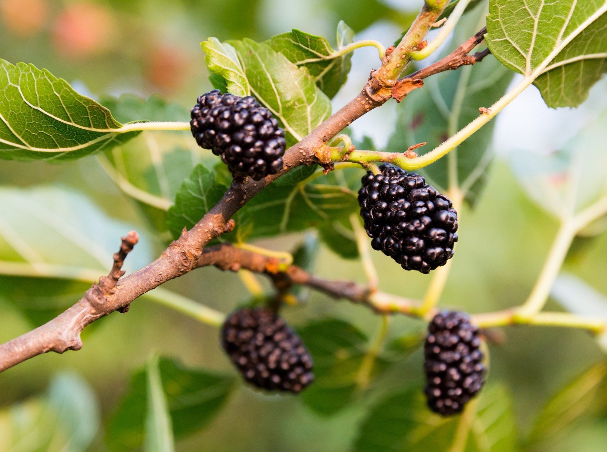 Black Mulberry, Morus nigra, Tree Seeds (Hardy, Edible)