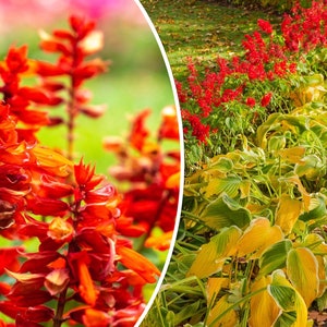 600+ Red Lobelia Seeds, Tall, Bulk Cardinal Wildflower - A Perennial Hummingbird & Butterfly Flower