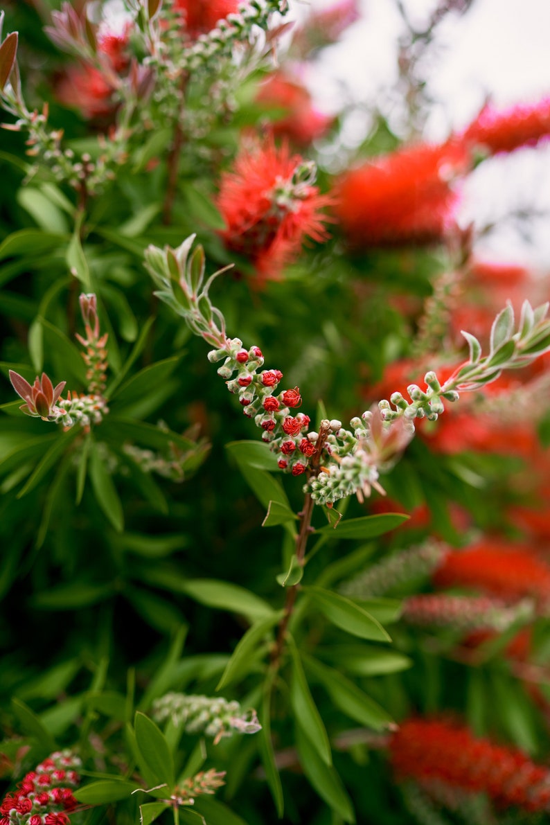 100 Crimson Bottle Brush Seeds Callistemon citrinus Fast-Growing Red Flowering Tree image 7