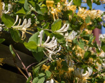 50+ White Honeysuckle Vine Seeds, Native Perennial, European Fly Honeysuckle Bush