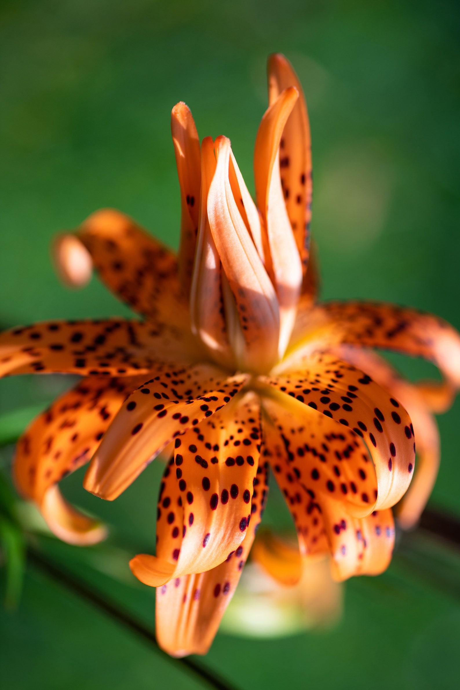 20 Tiger Lily Seeds lilium Columbianum Spotted Flowers Etsy