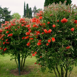 100 Crimson Bottle Brush Seeds Callistemon citrinus Fast-Growing Red Flowering Tree image 2