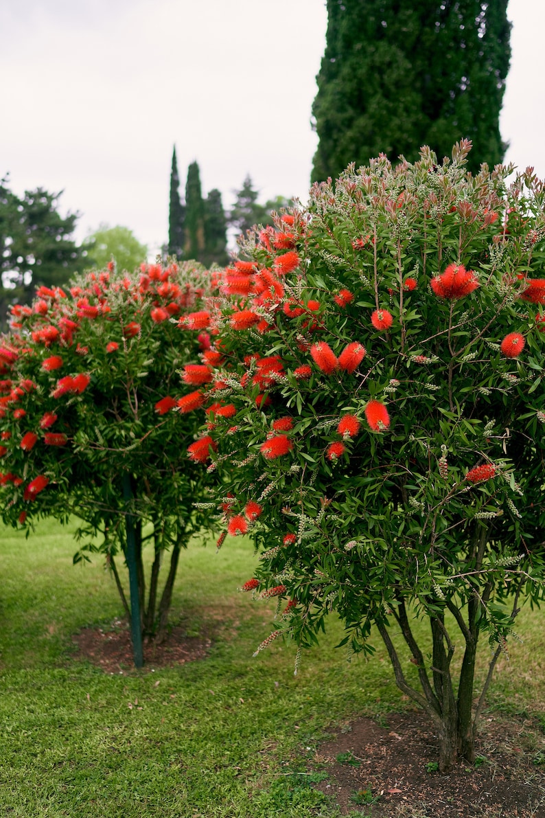 100 Crimson Bottle Brush Seeds Callistemon citrinus Fast-Growing Red Flowering Tree image 2