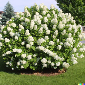 50 Hydrangea Seeds - White Flower Bush, Hedge, Shrub | Hydrangea quercifolia