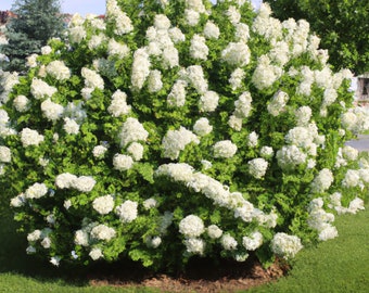 50 Hydrangea Seeds - White Flower Bush, Hedge, Shrub | Hydrangea quercifolia