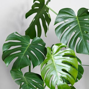 5  Monstera deliciosa Seeds - Swiss Cheese Plant - USA Seller, Tropical Houseplant