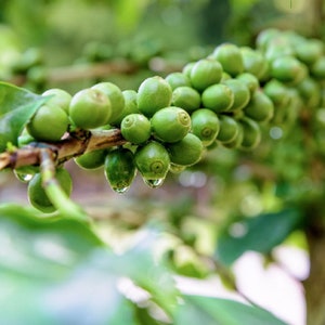 10 Dwarf Arabica Coffee Plant Seeds | (Coffea catura) Indoor Coffee Bean Tree