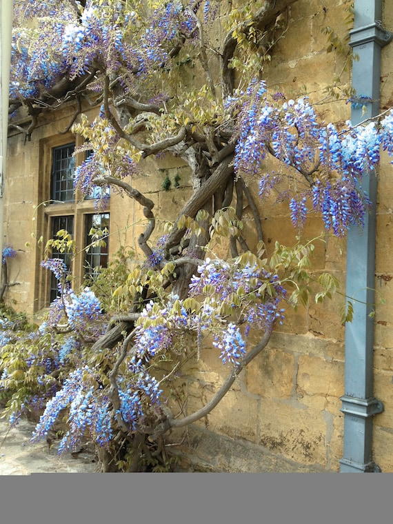 How to grow wisteria: where to plant this flowering climber