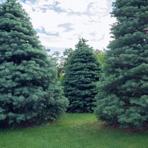 30 California White Fir Abies Concolor Pine Christmas Tree Seeds image 2