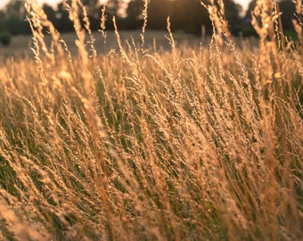 300+ Sweet Vernal Grass Seeds Vanilla Herb (Anthoxanthum odoratum)