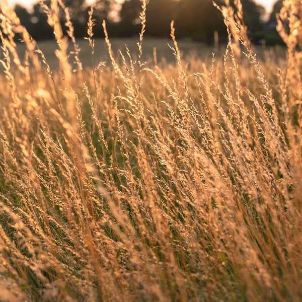 300+ Sweet Vernal Grass Seeds Vanilla Herb (Anthoxanthum odoratum)