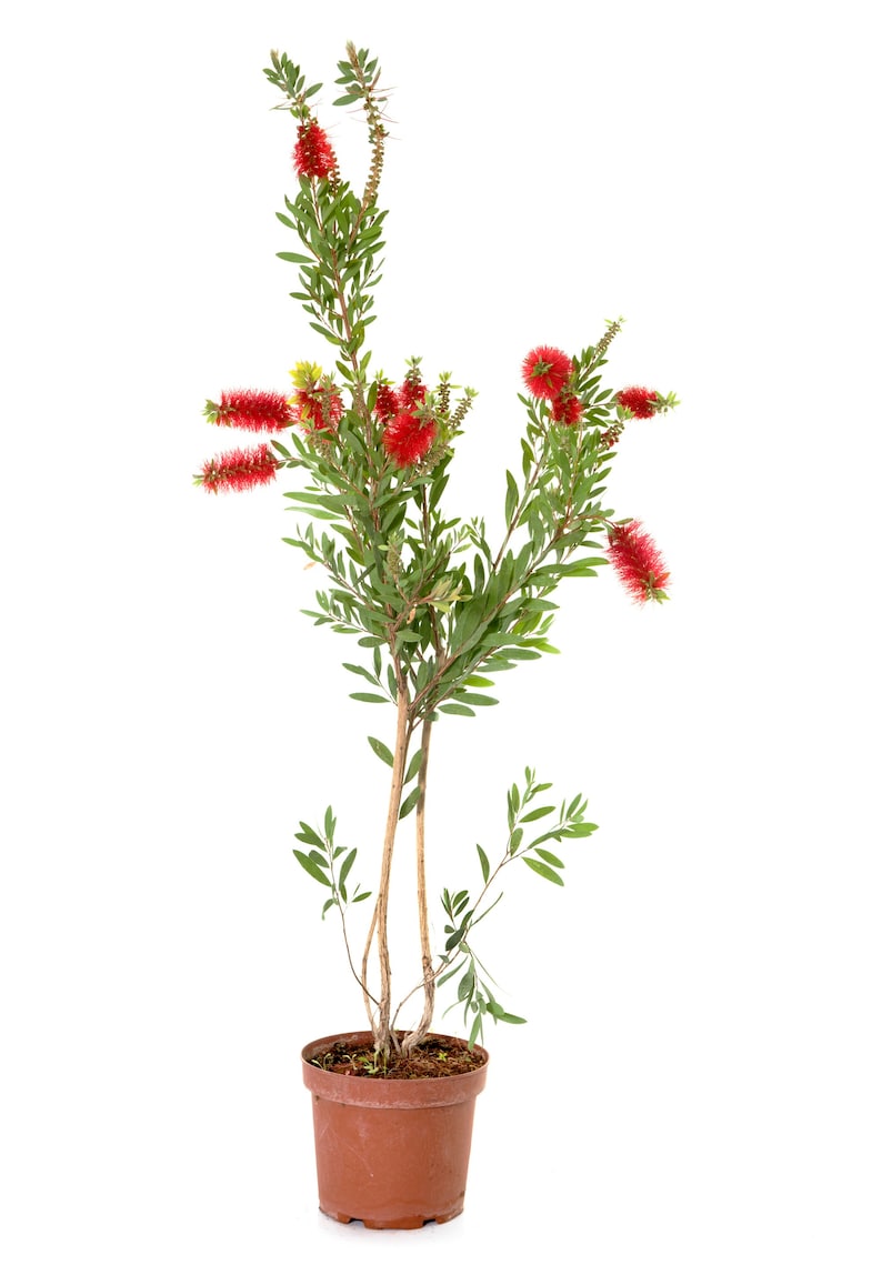 100 Crimson Bottle Brush Seeds Callistemon citrinus Fast-Growing Red Flowering Tree image 4