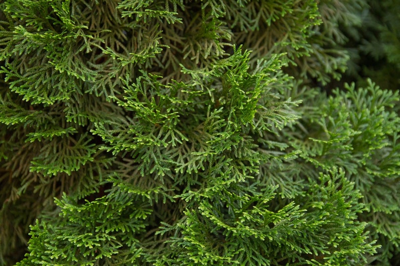 50 Cali Incense Cedar Tree Seeds libocedrus Decurrens Etsy