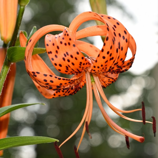 20+ Tiger Lily Seeds (Lilium columbianum) Spotted Flowers, Perennial Wildflowers