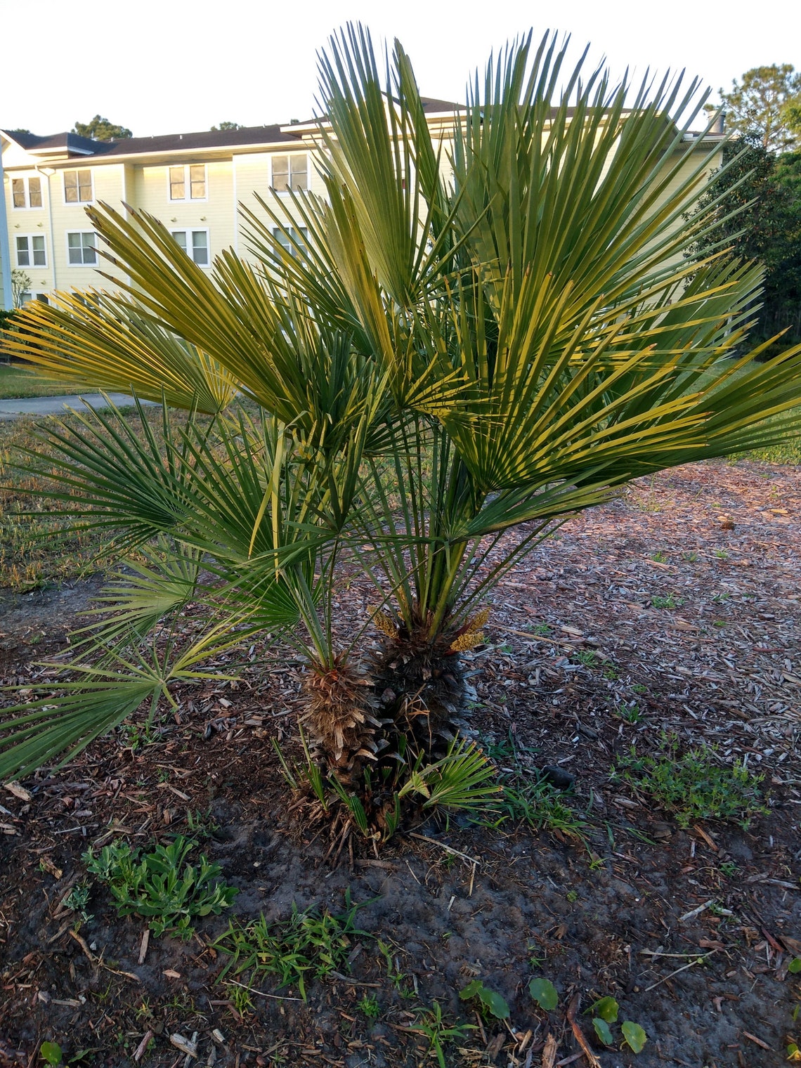20 Dwarf Palmetto Seeds Sabal Minor BlueStem Bush Palm Etsy