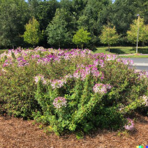 300 Cleome Spider Flower Seeds White, Pink, Purple Wildflower Bee Plant Bushy image 8