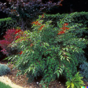 20 Heavenly Bamboo Nandina domestica Seeds Ornamental Shrub image 2