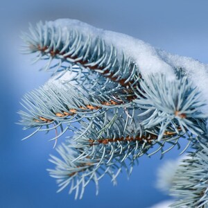 50 Blue Spruce Seeds, Colorado Christmas Trees Picea pungens glauca image 8