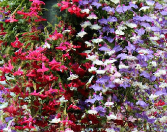 100+ Cascade Lobelia Seed Mix, Colorful Trailing Perennial Flowers, Free Shipping