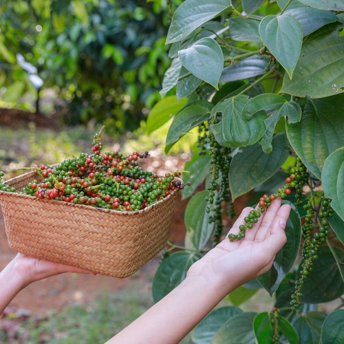 20 Black Peppercorn (Piper nigrum) Vine Seeds, Medicinal - USA Seller