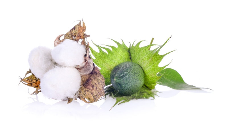 30 White Cotton Seeds BURANDA Non-GMO, 100% Quality, High-Density image 8