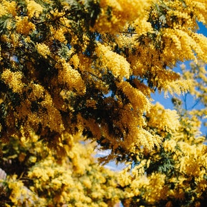 40 Golden Mimosa Tree Seeds | Acacia Baileyana | Fast Growing Tree, Yellow Waddle Flower