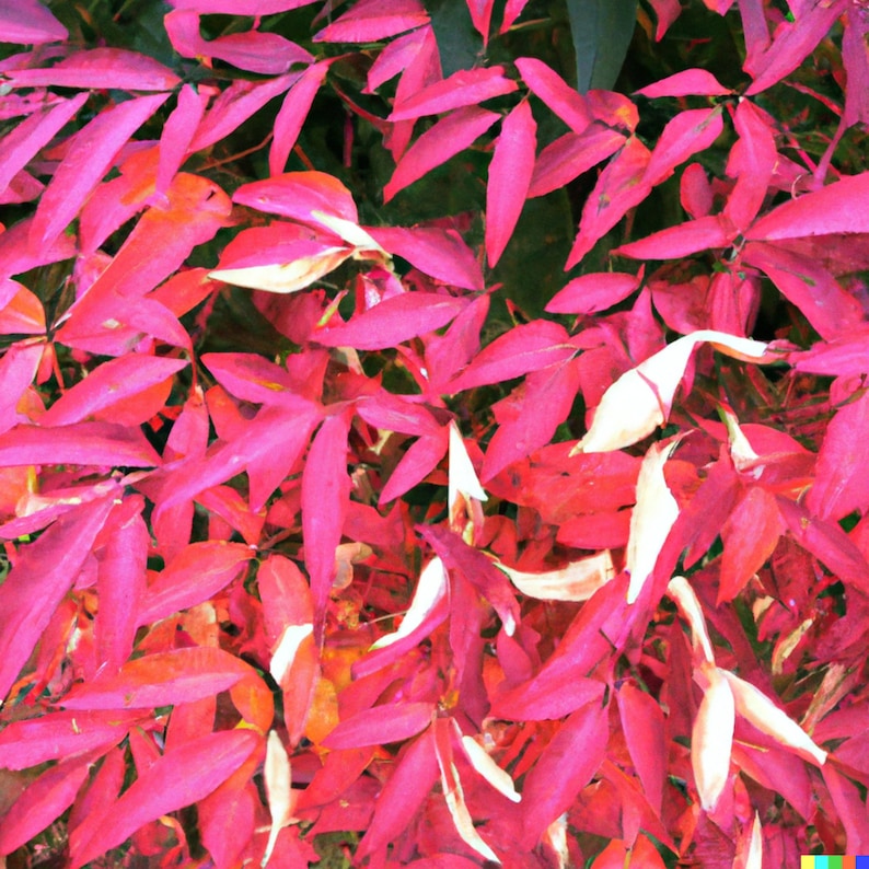 20 Heavenly Bamboo Nandina domestica Seeds Ornamental Shrub image 5