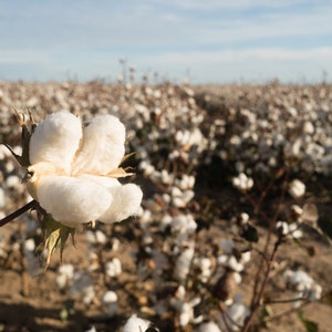 30 White Cotton Seeds BURANDA Non-GMO, 100% Quality, High-Density image 4