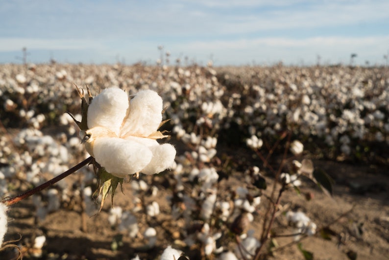 30 White Cotton Seeds BURANDA Non-GMO, 100% Quality, High-Density image 4