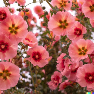 80+ Monroe's Globemallow Seeds | Flowering Shrub, Drought Tolerant Flower Bush